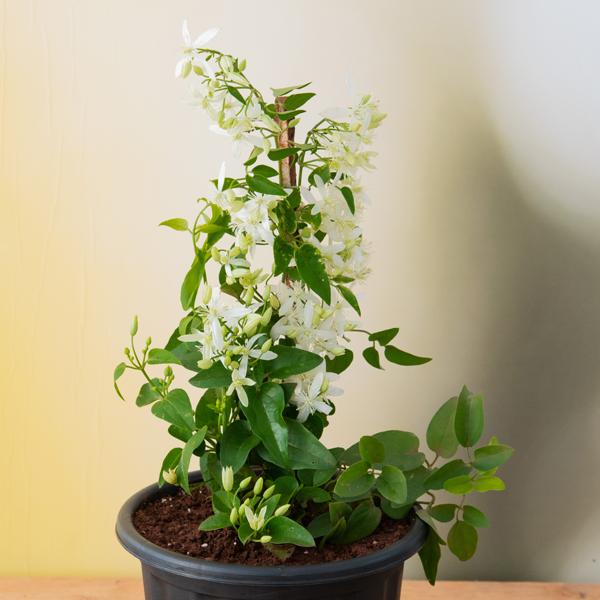Ranjai Plant / Clematis heynei